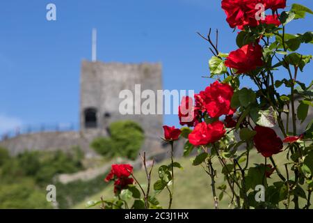 Leuchtend rote Rosen mit Clitheroe Schloss im Hintergrund. Ribble Valley Park Stockfoto