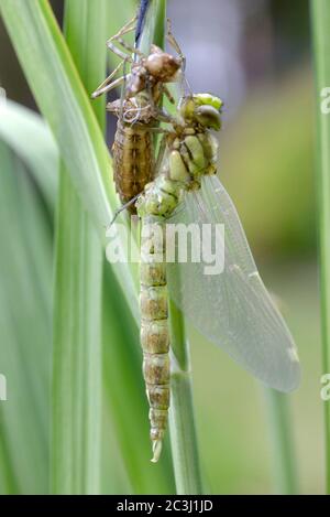 Südliche Hawker Libelle (Aeshna cyanea) neu aufgetauchte tenerale Form, trocknend auf einer Irispflanze neben einem Gartenteich. Kent, Großbritannien - Mitte Juni Stockfoto