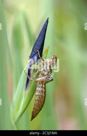 Südliche Hawker Libelle (Aeshna cyanea) Leere Nymphenhaut nach dem Aufkommen des Erwachsenen - zeigt das ausrangierte Atmungssystem (weiße Saiten) Stockfoto