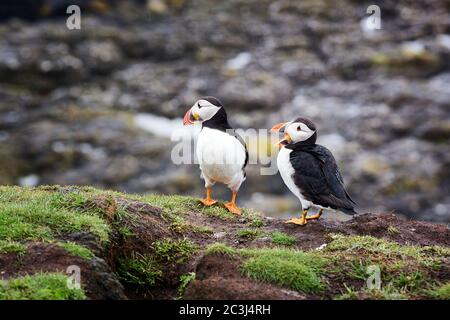 Ein Paar Papageitaucher auf den Klippen der Tresthnish Isle, Inner Hebrides, Schottland Stockfoto