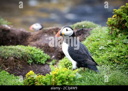 Ein Papageientaucher auf den Klippen von Treshnish Insel der Inneren Hebriden, Schottland Stockfoto