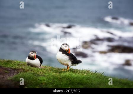 Ein Paar Papageitaucher auf den Klippen der Tresthnish Isle, Inner Hebrides, Schottland. Absichtlich geringe Schärfentiefe. Stockfoto