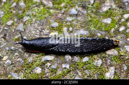 Arion Ater große schwarze Schnecke Stockfoto