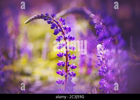 Gebogene leuchtend violette Blüten der Lupine blühen im warmen Sommer Sonnentag. Stockfoto