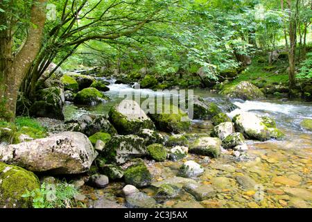 Blick auf moosbedeckte Felsbrocken im schnell fließenden Berg Fluss Aso während der touristischen Route zum Wasserfall Und Quelle des Flusses Kantabrien Stockfoto