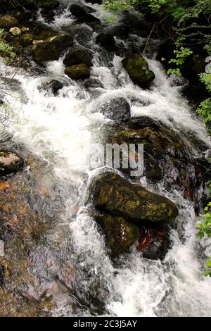 Blick auf moosbedeckte Felsbrocken im schnell fließenden Berg River Aso während der Touristenroute zum Wasserfall und der Quelle des Flusses Stockfoto