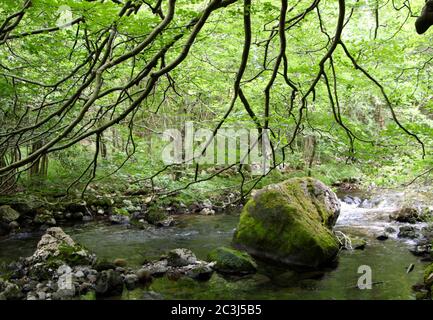 Blick auf moosbedeckte Felsbrocken im schnell fließenden Berg River Aso während der Touristenroute zum Wasserfall und der Quelle des Flusses Stockfoto