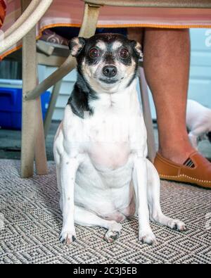 Seltsamer kleiner Hund, der unter dem Tisch sitzt Stockfoto