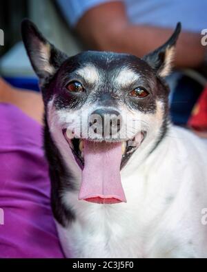 Porträt eines kleinen Terrier-Mischhundes mit hervorstachelter Zunge Stockfoto