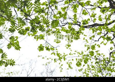 Baumkronen aus grünem Wald Stockfoto