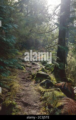 Wanderweg im Wald Stockfoto