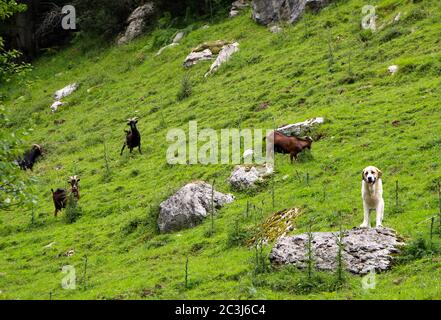 Aufmerksamer Berghund Pyrenäen Mastiff bewacht eine kleine Herde von Ziegen auf einem grasbewachsenen Berghang auf dem Weg zur Quelle des Flusses ason Stockfoto