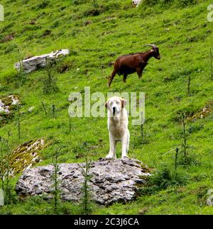 Aufmerksamer Berghund Pyrenäen Mastiff bewacht eine kleine Herde von Ziegen auf einem grasbewachsenen Berghang auf dem Weg zur Quelle des Flusses ason Stockfoto