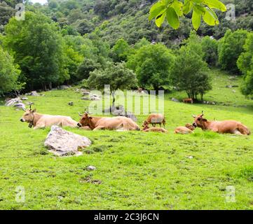 Mehrere braune Kühe liegen in einem abfallenden Feld mit Felsen und Bäume in den Bergen in Kantabrien Spanien Stockfoto