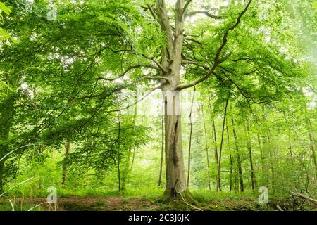 Laubwaldlandschaft im Frühjahr Stockfoto