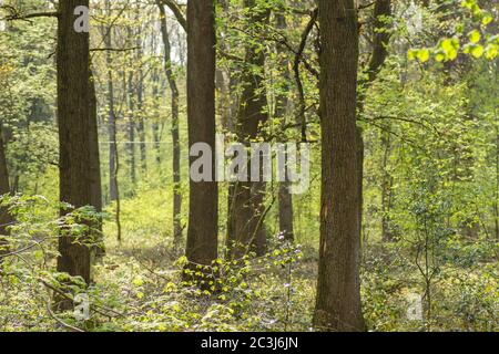 Laubwaldlandschaft im Frühjahr Stockfoto