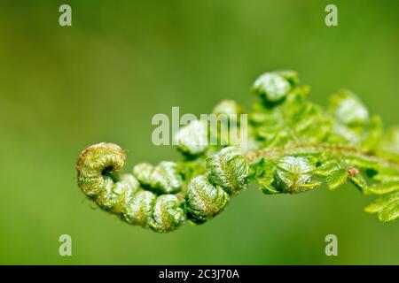 Bracken (pteridium aquilinum), Nahaufnahme mit einer Fondine, die sich im Frühjahr entfaltet, isoliert vor einem schlichten Hintergrund. Stockfoto