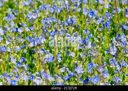 Germander Speedwell (veronica chamaedrys), eine Masse der kleinen blauen Blüten, die im Gras wachsen. Stockfoto