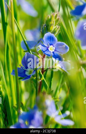 Germander Speedwell (veronica chamaedrys), Nahaufnahme einer blühenden Pflanze, die durch das Gras wächst. Stockfoto