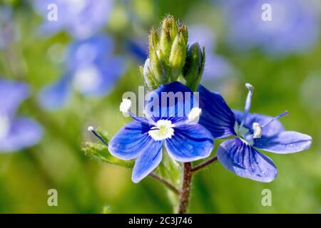 Germander Speedwell (veronica chamaedrys), Nahaufnahme der kleinen blauen Blüten. Stockfoto