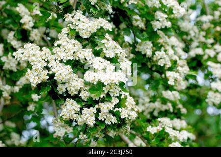 Weißdorn (crataegus monogyna), auch bekannt als May Tree und Whitethorn, Nahaufnahme zeigt einen Zweig mit weißen Blüten bedeckt. Stockfoto