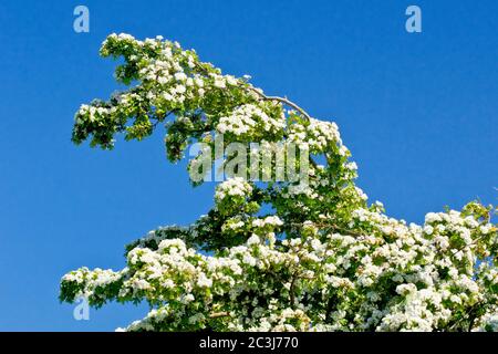 Weißdorn (crataegus monogyna), auch bekannt als May Tree oder Whitethorn, zeigt einen Zweig mit weißen Blüten bedeckt, isoliert gegen einen wolkenlosen blauen Himmel. Stockfoto