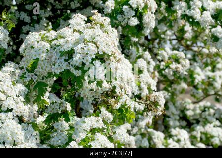 Weißdorn (crataegus monogyna), auch bekannt als May Tree und Whitethorn, Nahaufnahme eines Baumes in voller Blüte. Stockfoto