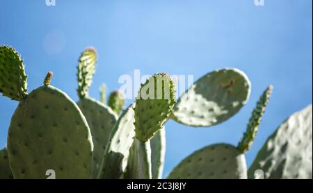 Kaktus, Opuntia Humifusa, Ostkiefernpfehre vor blauem, klarem Himmel Hintergrund, sonniger Tag auf einer griechischen Insel Stockfoto
