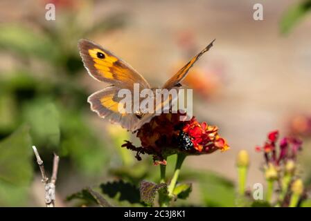 Schmetterling mit offenen Flügeln auf einer rot-orange Farbe Blüte, Nahaufnahme, verschwimmen grünen Natur Hintergrund. Frühling auf dem Land, Griechenland Stockfoto