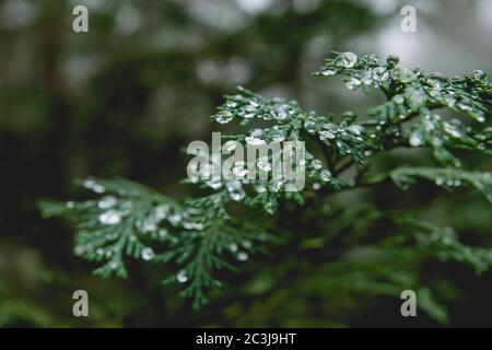 Wassertropfen auf Thuja-Blatt Stockfoto