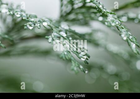 Wassertropfen auf Thuja-Blatt Stockfoto