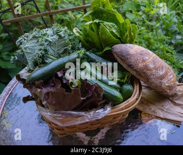 Die zweite Woche im Juni Farm-Anteil von einem Vermont Gemeinschaft unterstützte Landwirtschaft (CSA) : lokale, saisonale Lebensmittel direkt von einem Bauernhof Stockfoto