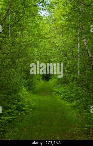 Grüner Spaziergang in den Wald im Frühjahr Stockfoto