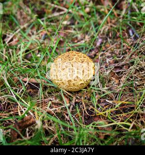 Ein gemeinsamer Erdball im New Forest, Hampshire, Großbritannien Stockfoto