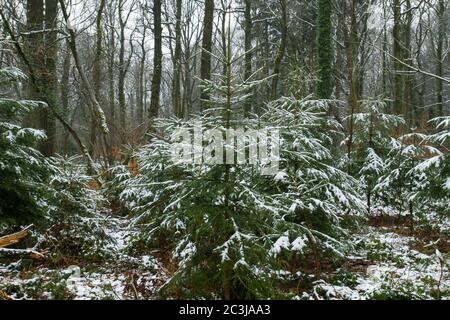 Mattierte Schneedecke auf Nadelbäumen immergrüne Äste Stockfoto