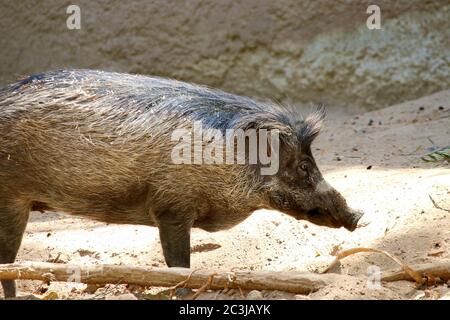 Wildschwein (Sus scrofa) Stockfoto