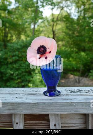 Lachsfarbener Mohn in einer blauen Vase draußen auf einer rustikalen Holzschiene. Stockfoto