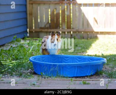 Ein Welpe mit trauriger Gesichtsausdruck steht neben einem Kinderplanschbecken draußen in einem eingezäunten Hof. Stockfoto