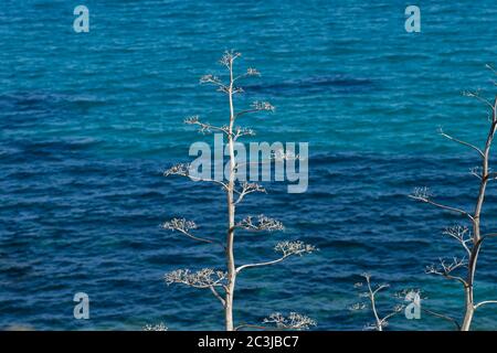 Agave americana große baumähnliche Blumen am Meer Stockfoto