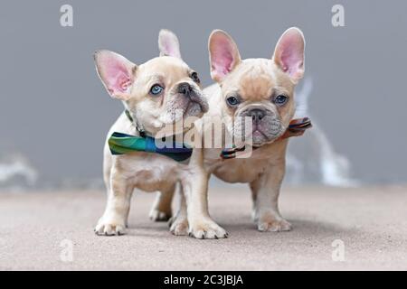 Zwei niedliche lila fawn farbigen Französisch Bulldog Hund Welpen tragen Fliege stehen zusammen vor der grauen Wand Stockfoto