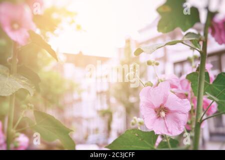 Rosa Hollyhock blüht im Sonnenlicht, mit den Gebäuden des alten Amsterdam im Hintergrund. Verarbeitung im Vintage-Stil Stockfoto