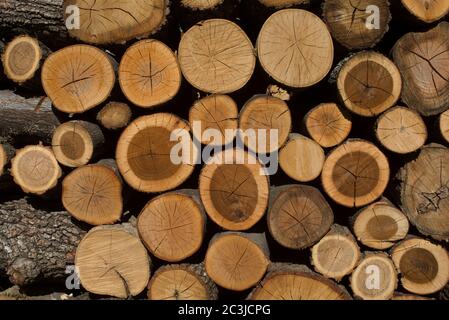 Holzstapel, Holzstapel, Italien Stockfoto