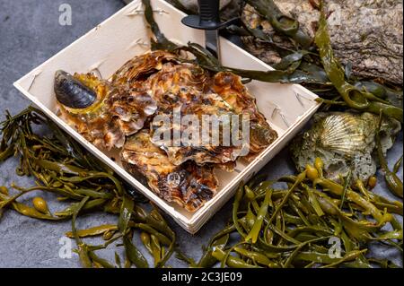 Frische zeeuwse creuse pacific oder japanische Austern Weichtiere auf Fischmarkt in Yerseke, Niederlande Stockfoto