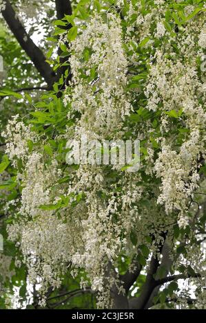Kentucky gelbwood oder American gelbwood, Amerikanisches Gelbholz, Cladrastis kentukea, amerikai sárgafa Stockfoto