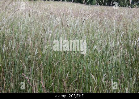 Grüne Wiese mit langen dünnen Grashalmen Stockfoto