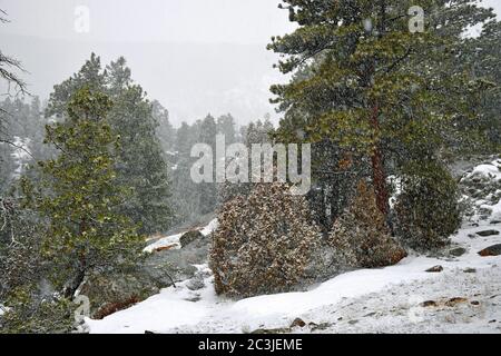 Schöne Landschaft eines Waldes mit viel Tanne Bäume unter einem bewölkten Himmel Stockfoto