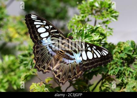 Schmetterling Clipper Parthenos sylvia tropisch butterlfy Stockfoto