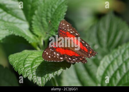 Schmetterling braun Pfau oder Scharlach Pfau Männlich Anartia amathea Fütterung auf Blume Stockfoto