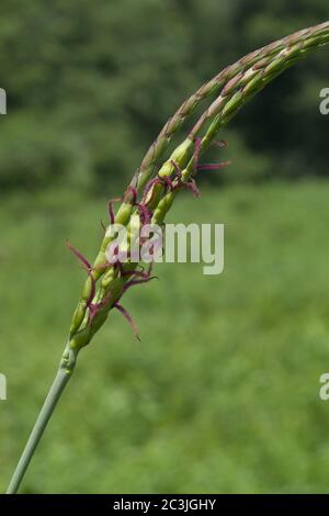 Östliche Gama Gras, Weibliche Blumen, Stigma Stockfoto