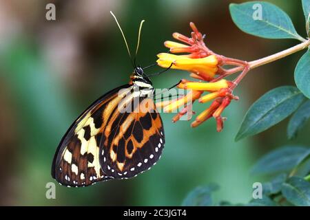 Schmetterling Tiger imitiert Lycorea halia cleobaea tropischer Milchkühnschmetterling Stockfoto